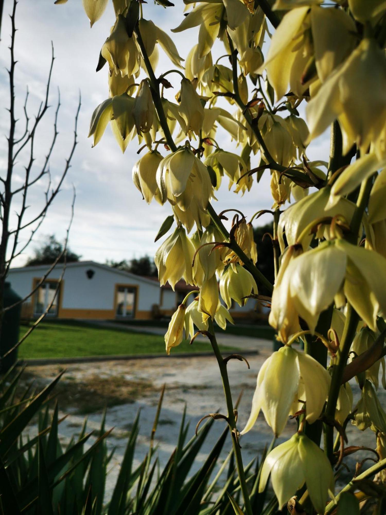 Quinta Do Louredo - Evora Villa ภายนอก รูปภาพ